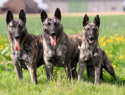 Dutch Shepherds Short And Long Haired Kennel De La Terre Des